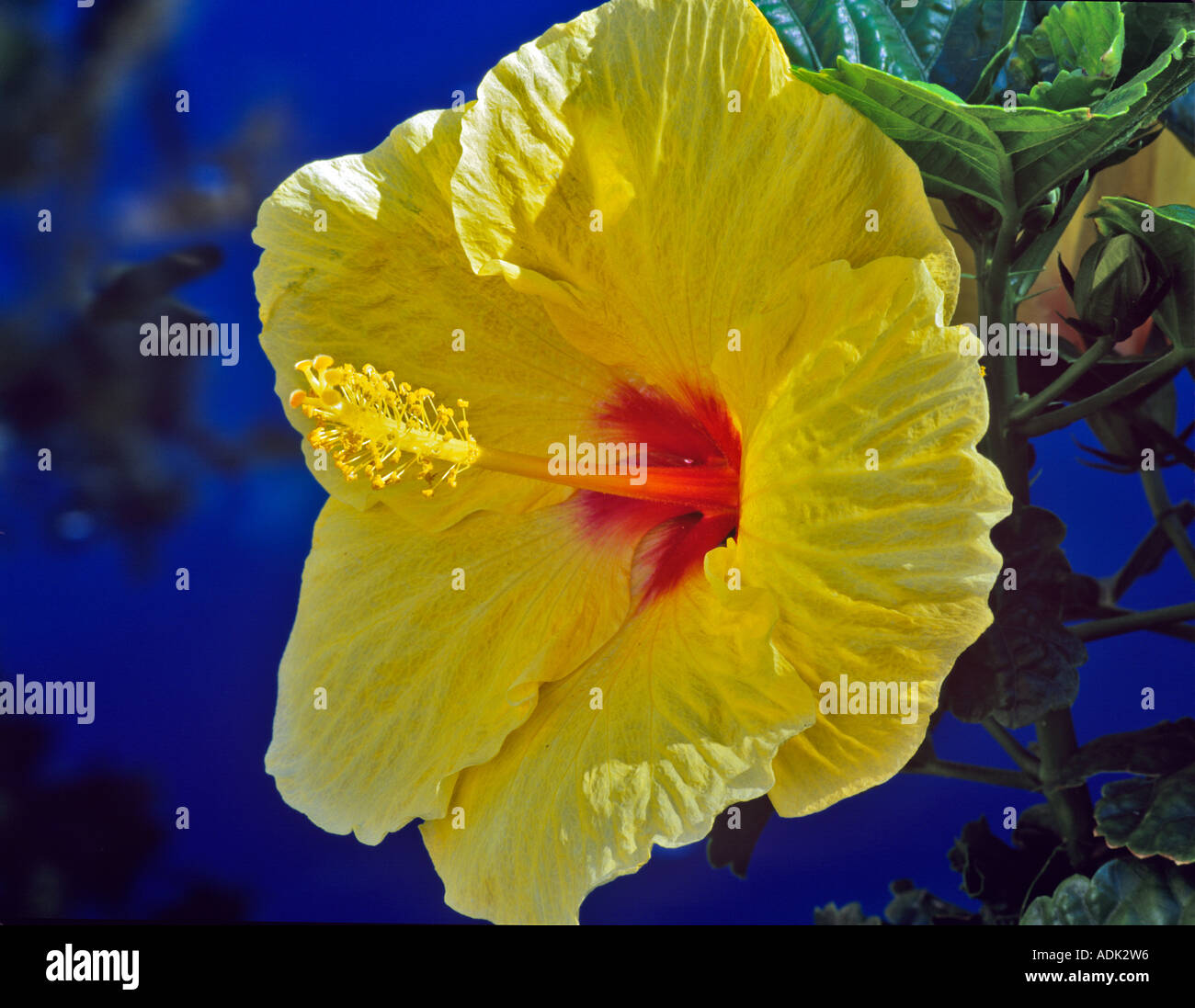 Yellow hibiscus flower Maui Hawaii Stock Photo Alamy