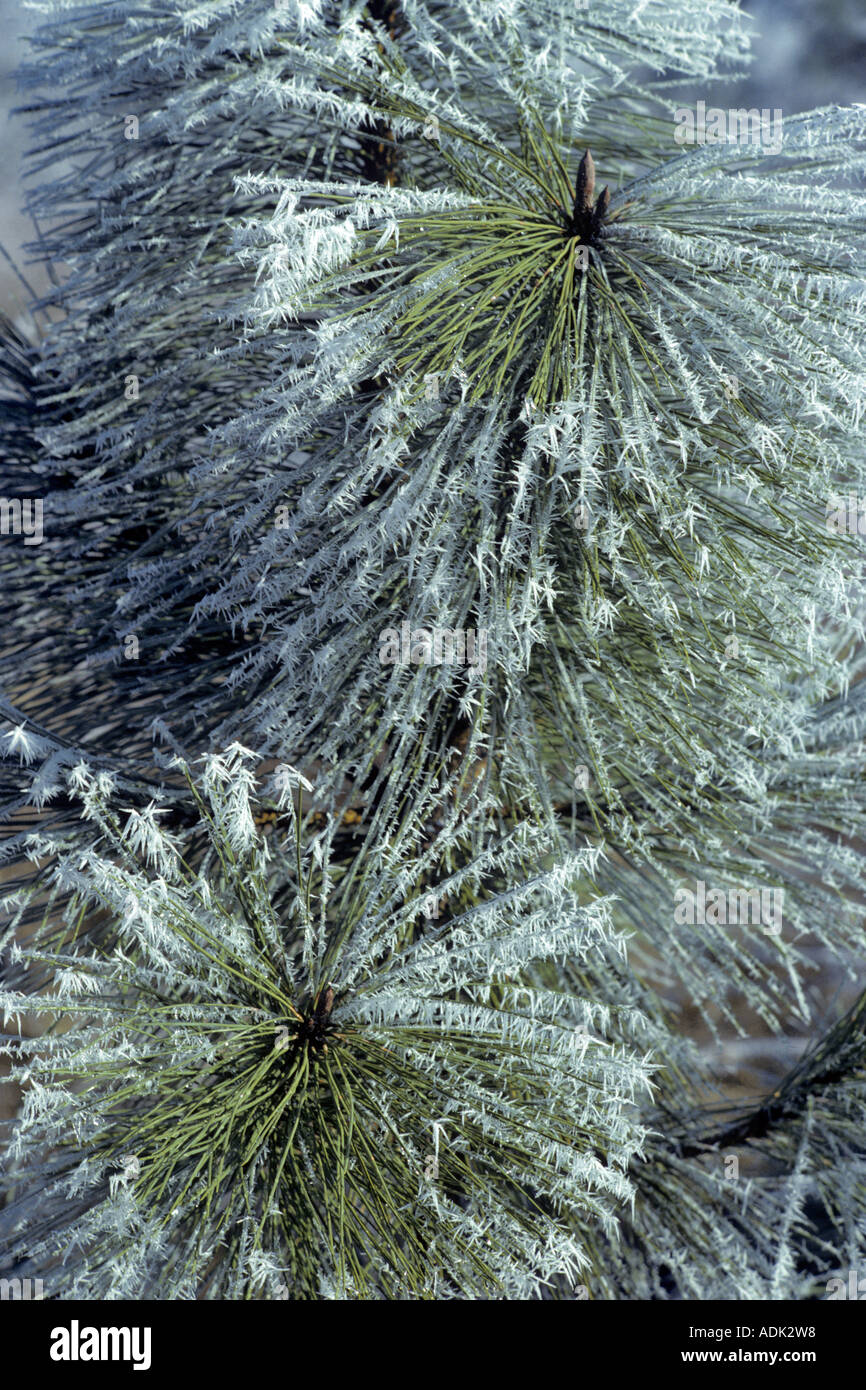 Hoarfrost on Ponderosa Pine Near Elmira Oregon Stock Photo