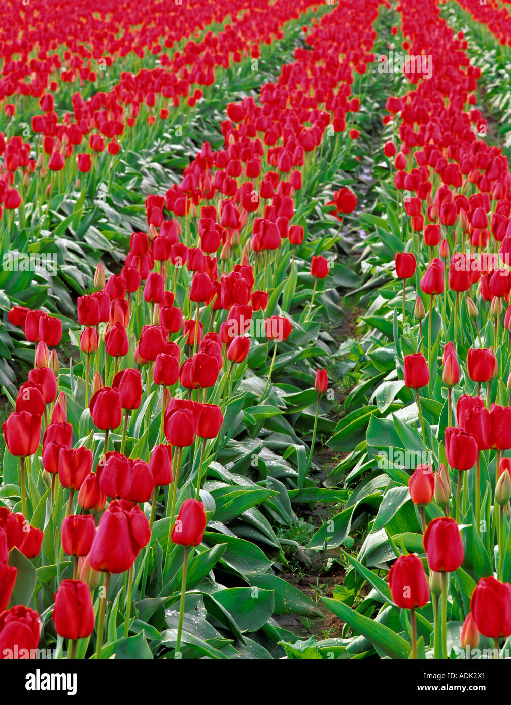 Red tulips variety Apeldoorn Wooden Shoe Bulb Company Oregon Stock Photo
