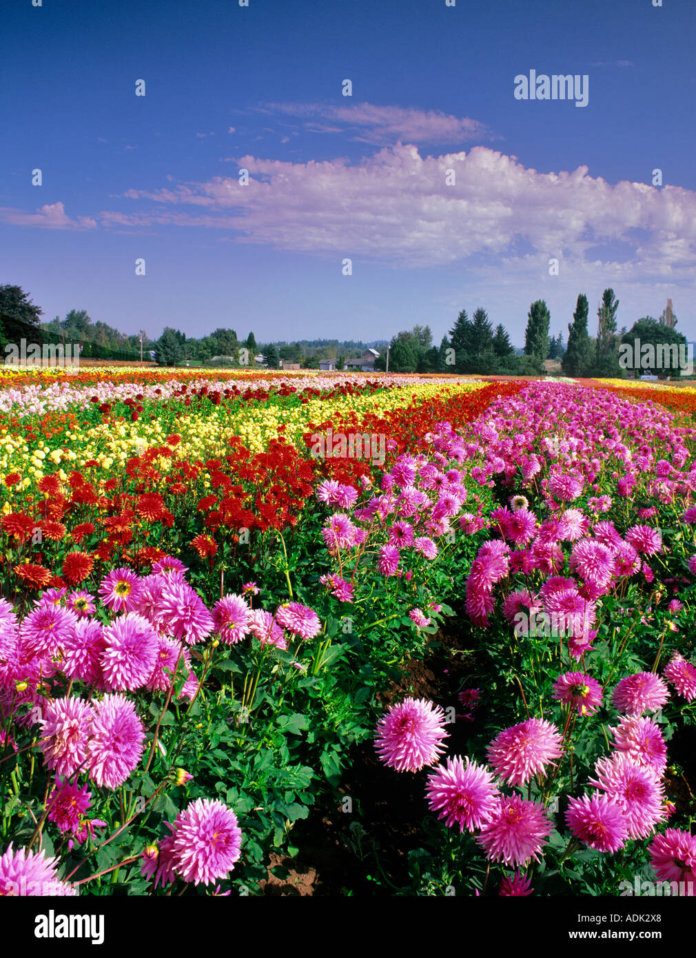 Dahlia Fields Swan Island Dahlia Farm Oregon Stock Photo Alamy Dahlia Fields Swan Island Dahlia Farm Oregon Stock Photo Alamy