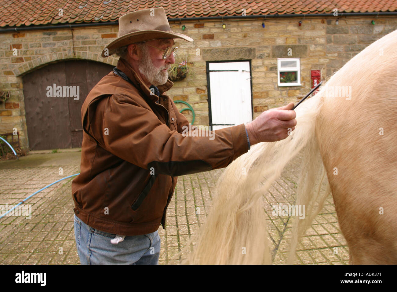 trainer with palamino horse brushing it s tail Stock Photo Alamy