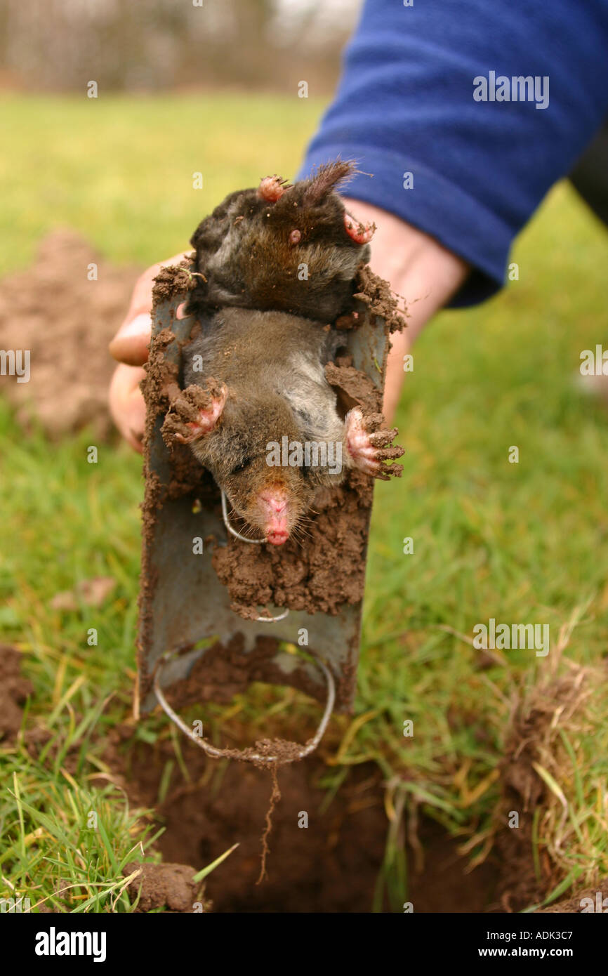 pest controller with mole caught in trap Stock Photo