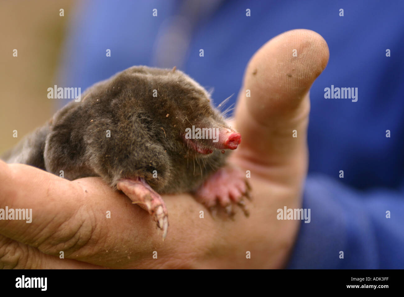 pest controller with mole caught in trap Stock Photo