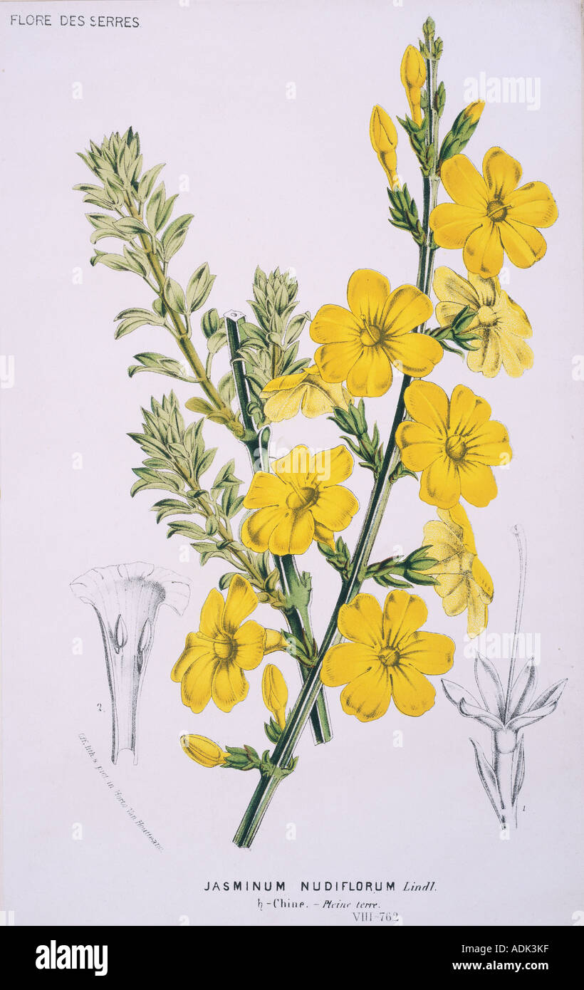 Jasmine drawing hires stock photography and images Alamy