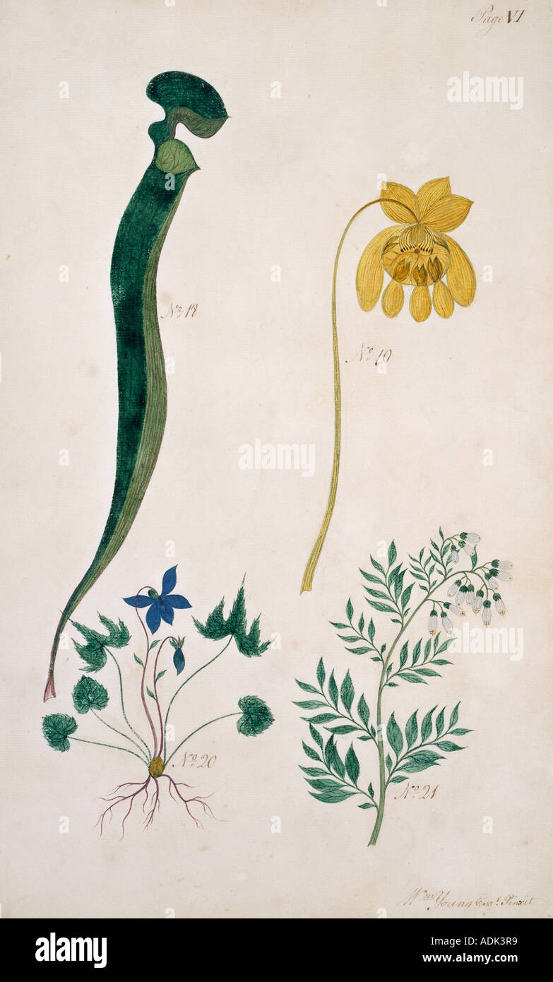 Sarracenia flava trumpet leaf Stock Photo