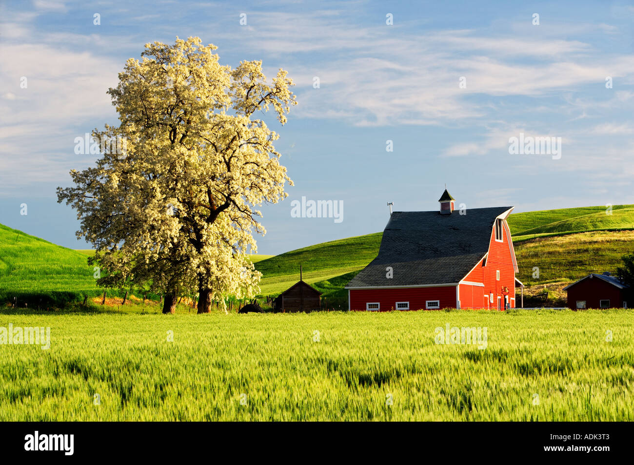 Red barn and blooming tree with rolling hills of wheat The Palouse near