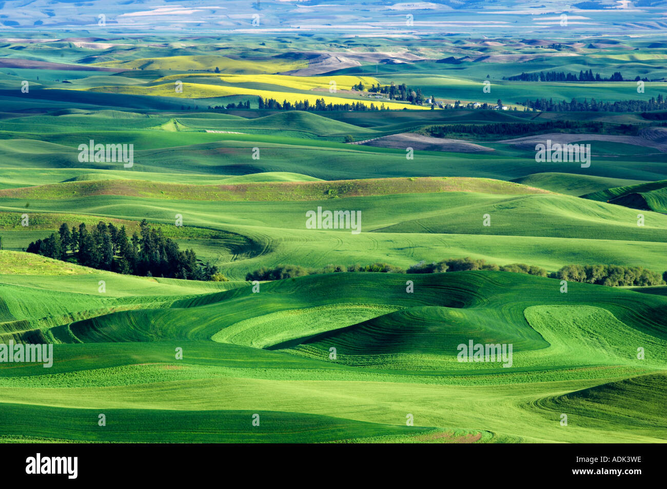 Farmland in spring The Palouse Washington Stock Photo Alamy