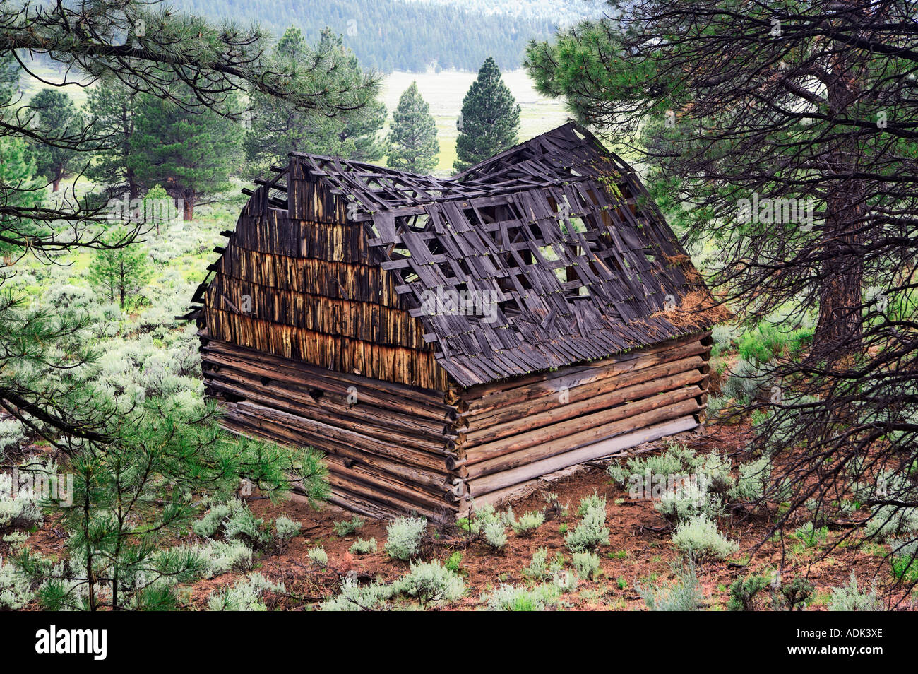 Burned out barn in Freemont National Forest Oregon Stock Photo
