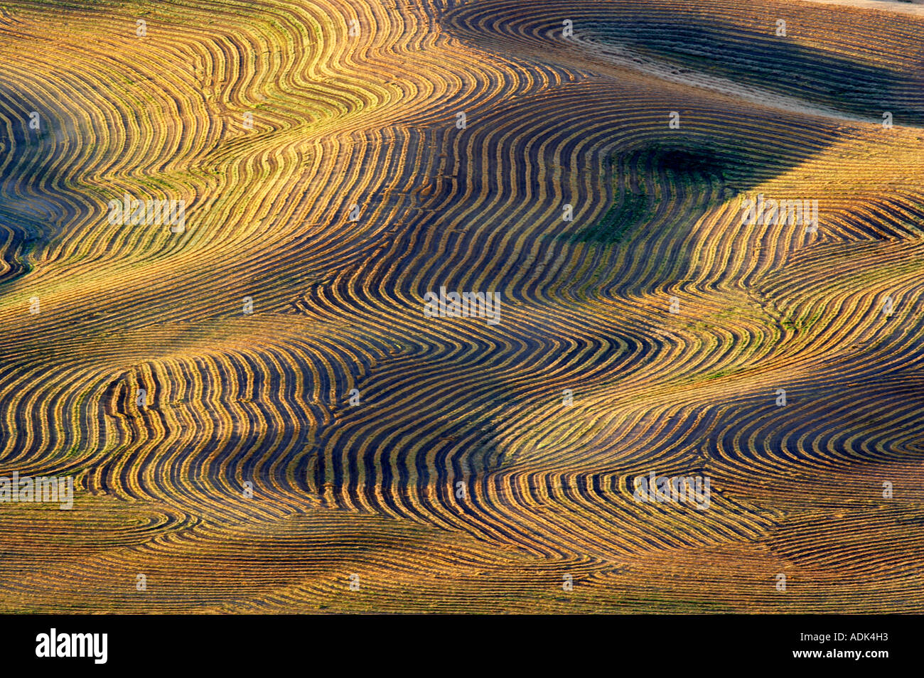 Cut rows of lentil beans the palouse washington stock photo alamy