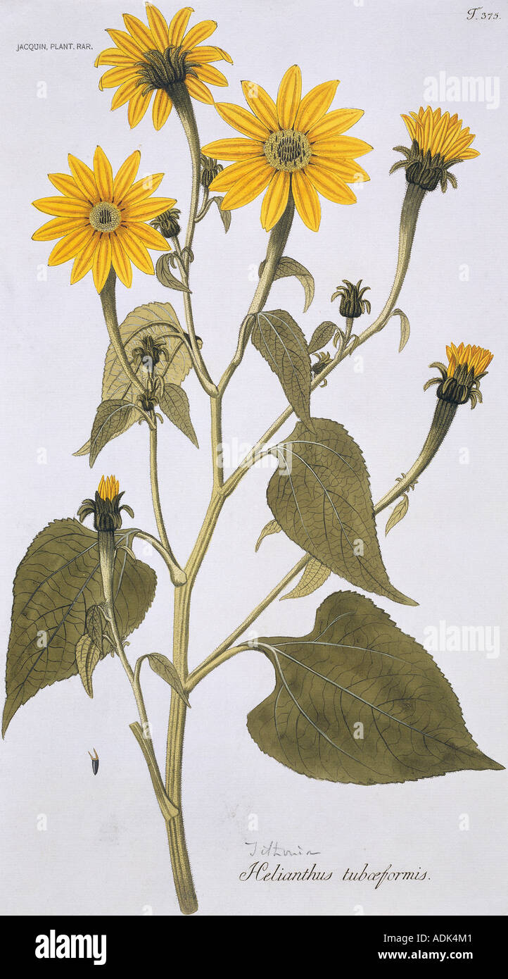 Helianthus tubaeformis southern sunflower Stock Photo