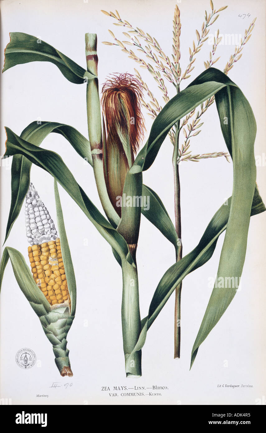 Zea mays L corn Stock Photo