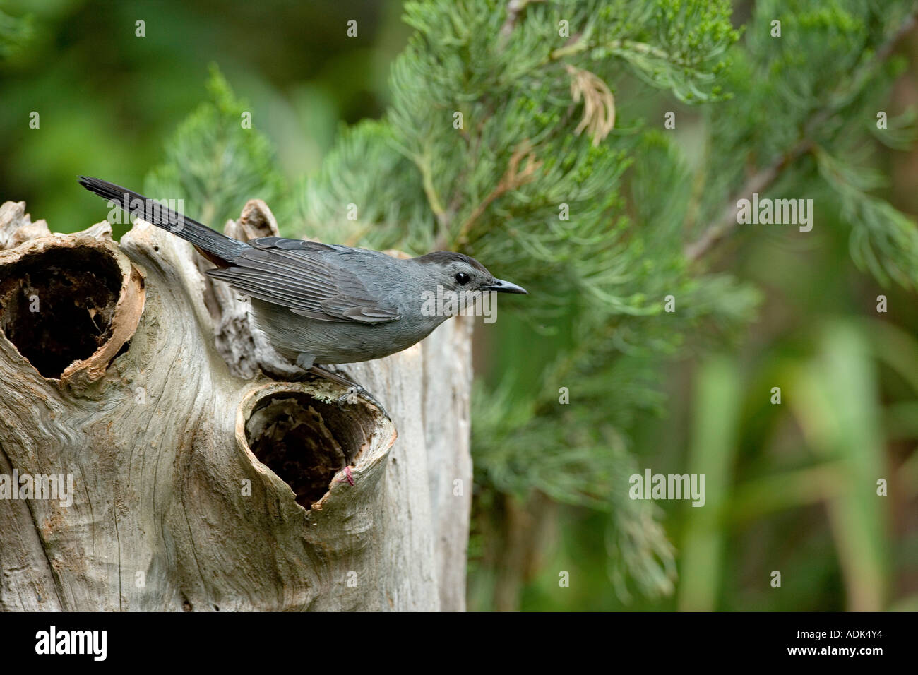 Gray Catbird, songbird Stock Photo