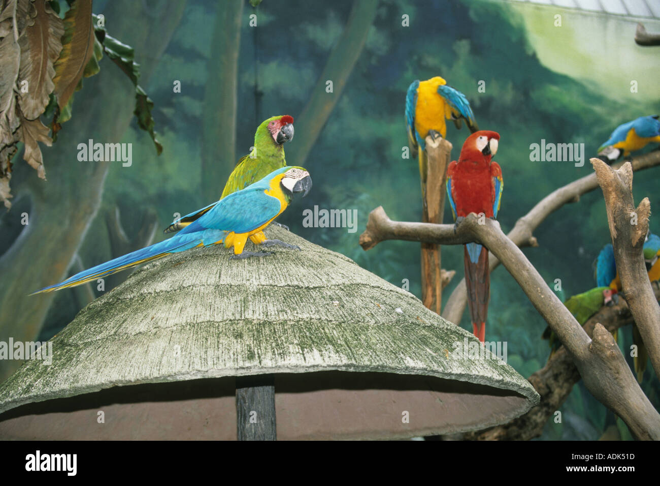 Conservation Zoos Green wing Macaw Ara chloroptera Blue Yellow Macaw Jurong Birdpark Stock Photo