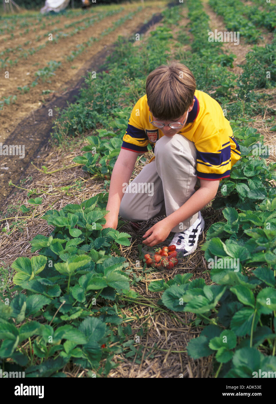 Crops Strawberry Strawberry picking Suffolk S Stock Photo Alamy