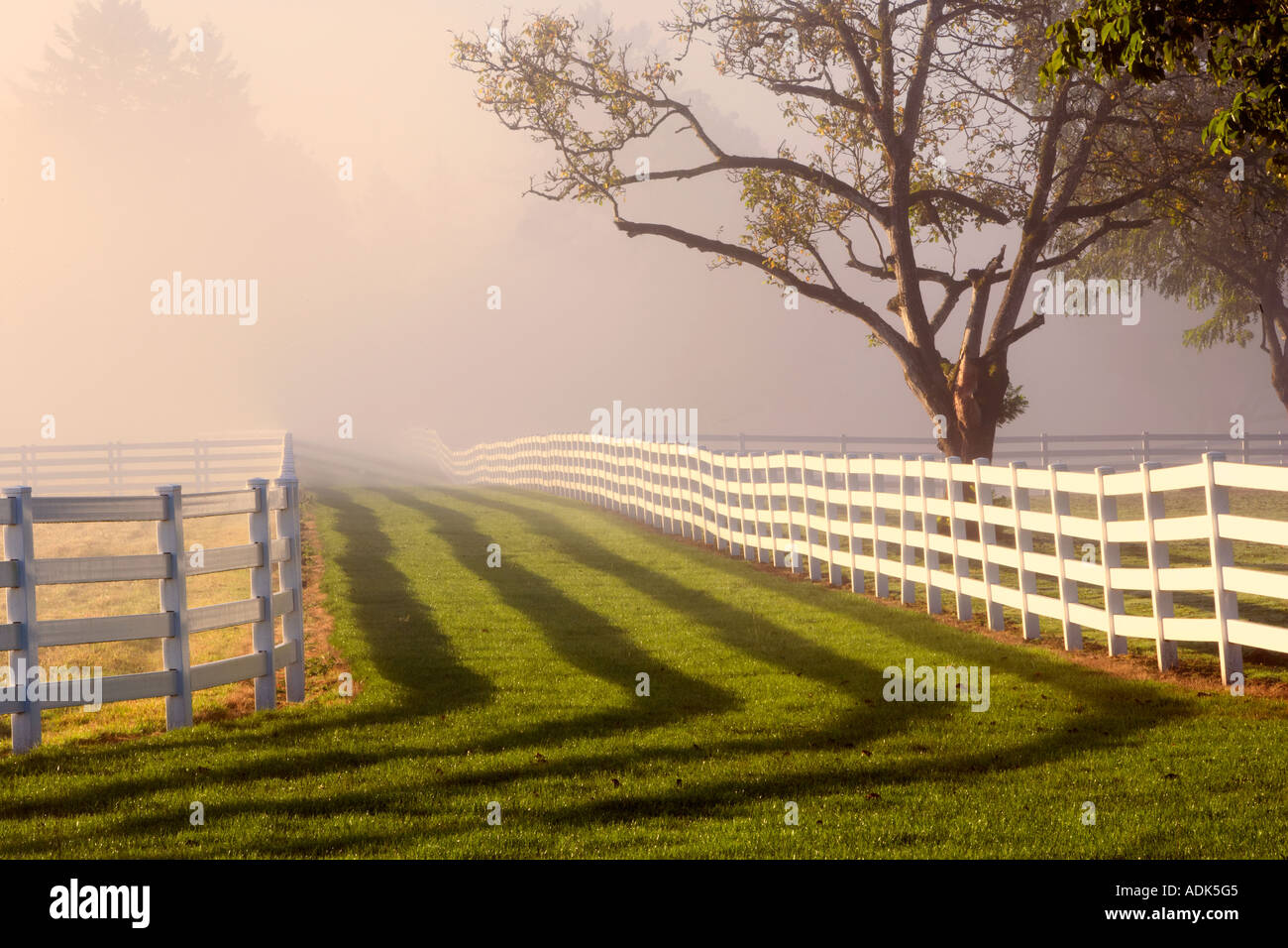 Fenced pasture with fog and sunrise Near Wilsonville Oregon Stock Photo