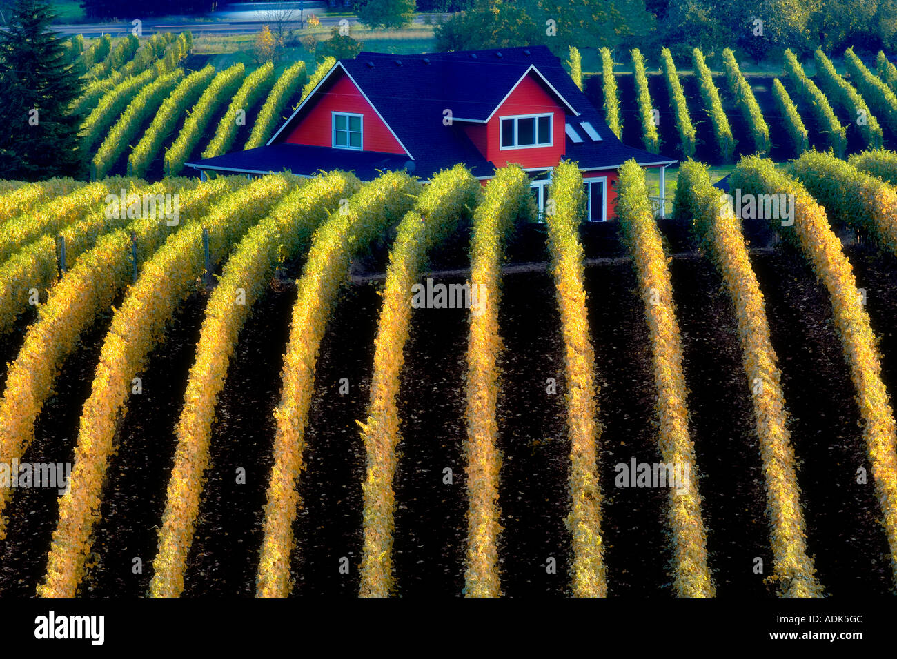 Sokol Blosser Vineyards in fall color and house top Oregon Stock Photo