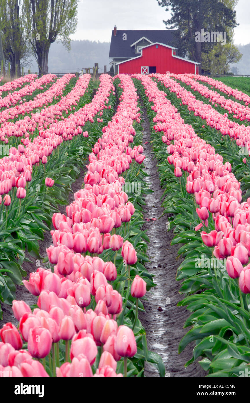 Tulip Fields And Barn Tulip Town Mt Vernon Washington Stock Photo
