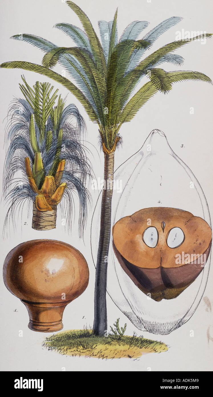 Attalea funifera C Martius ex Sprengel bahia piassaba palm Stock Photo