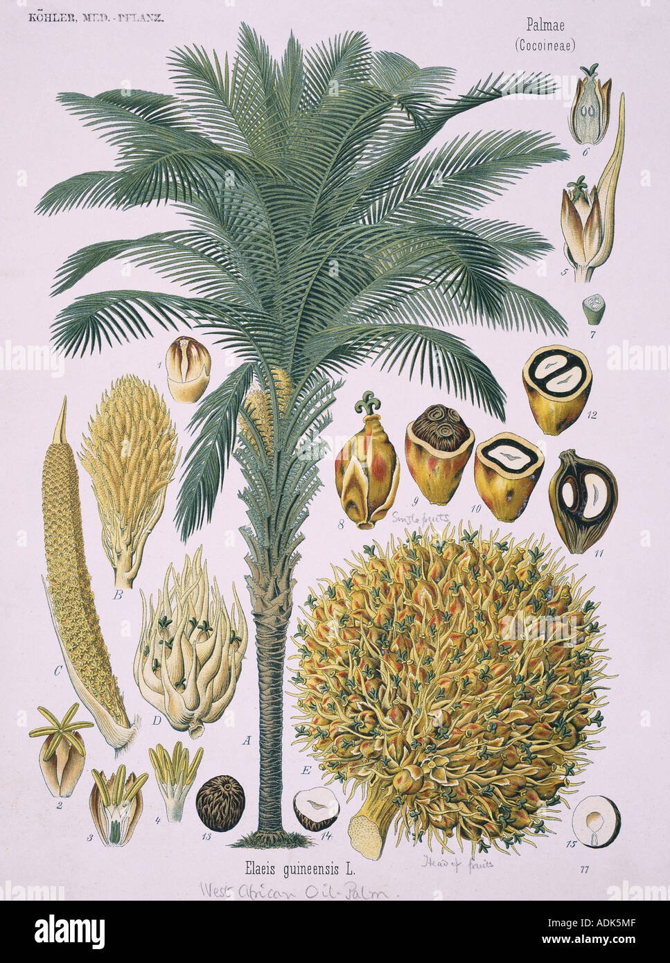 Elaeis guineensis Jacq African oil palm Stock Photo