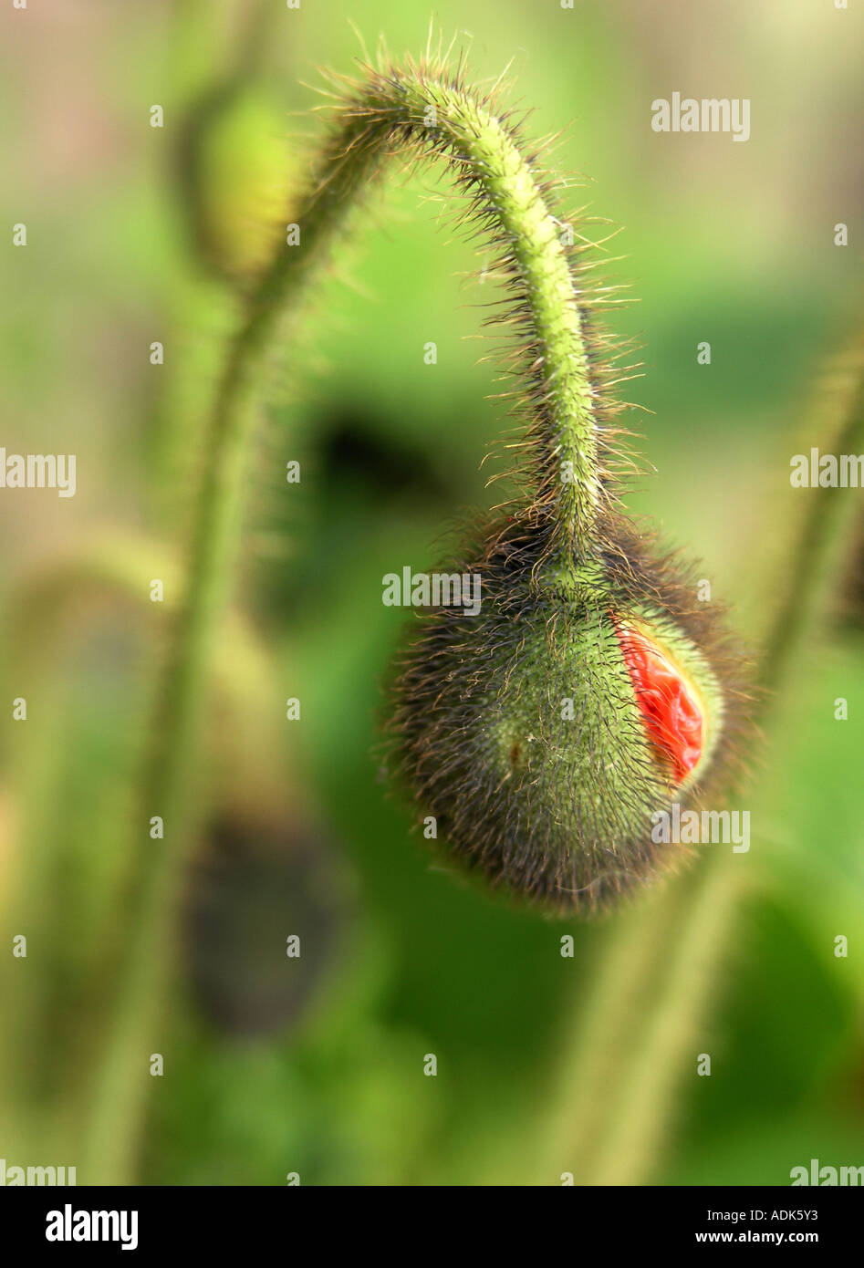wild poppy bud Stock Photo Alamy