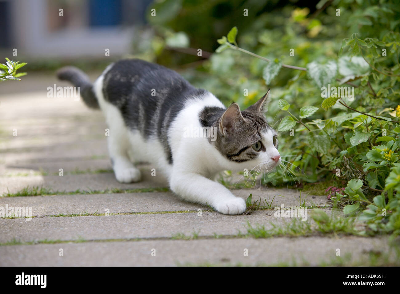 Little kitten in the garden Stock Photo - Alamy