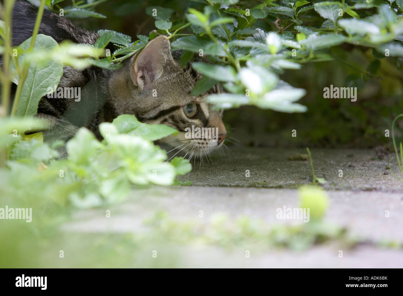 Little kitten in the garden Stock Photo - Alamy