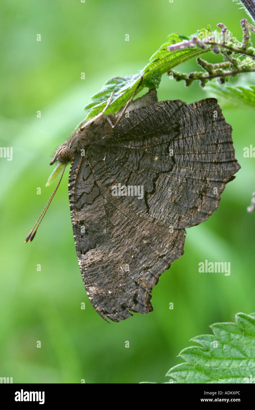 Butterfly laying egg hires stock photography and images Alamy