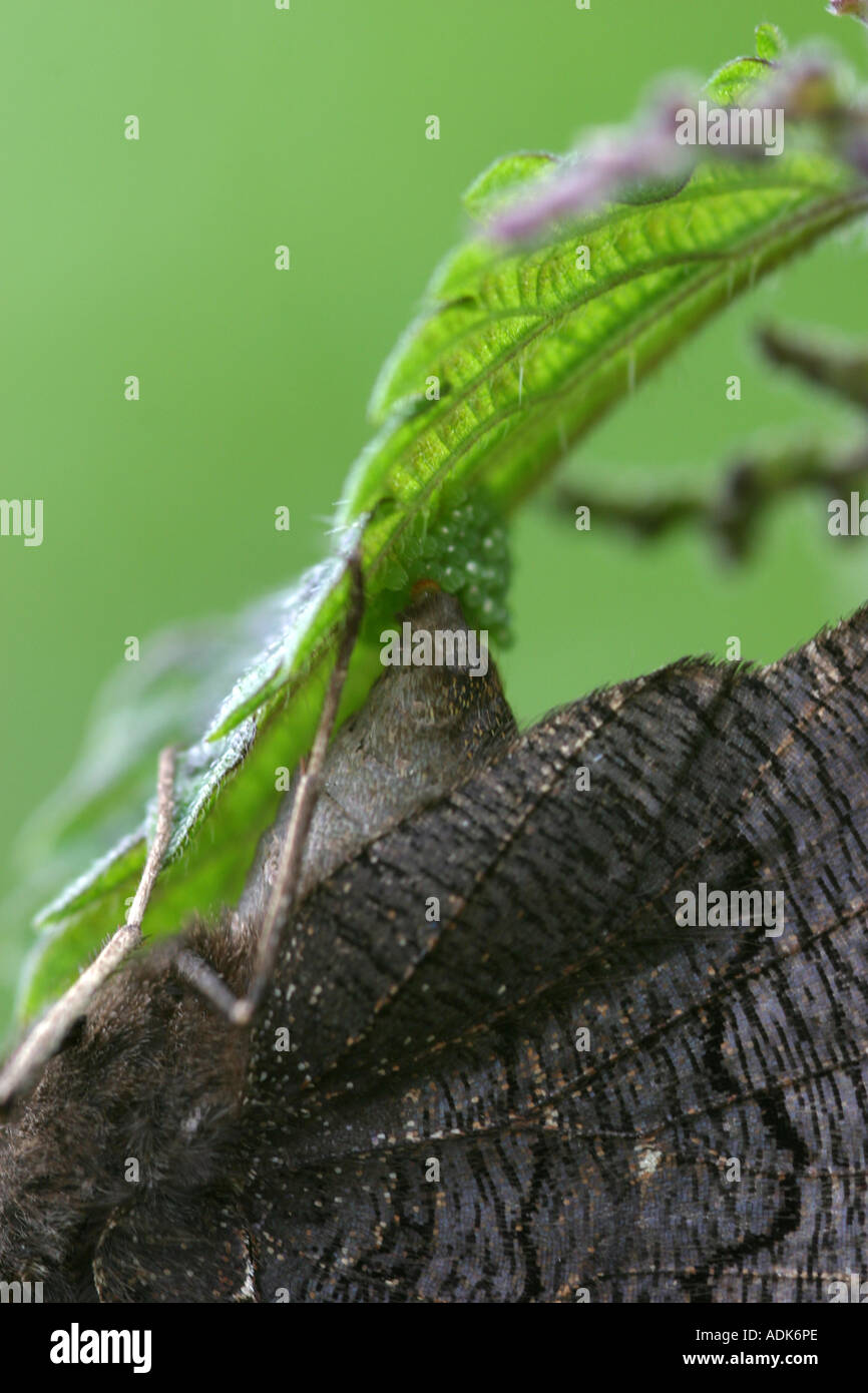 Butterfly egg laying under nettle leaf Stock Photo Alamy