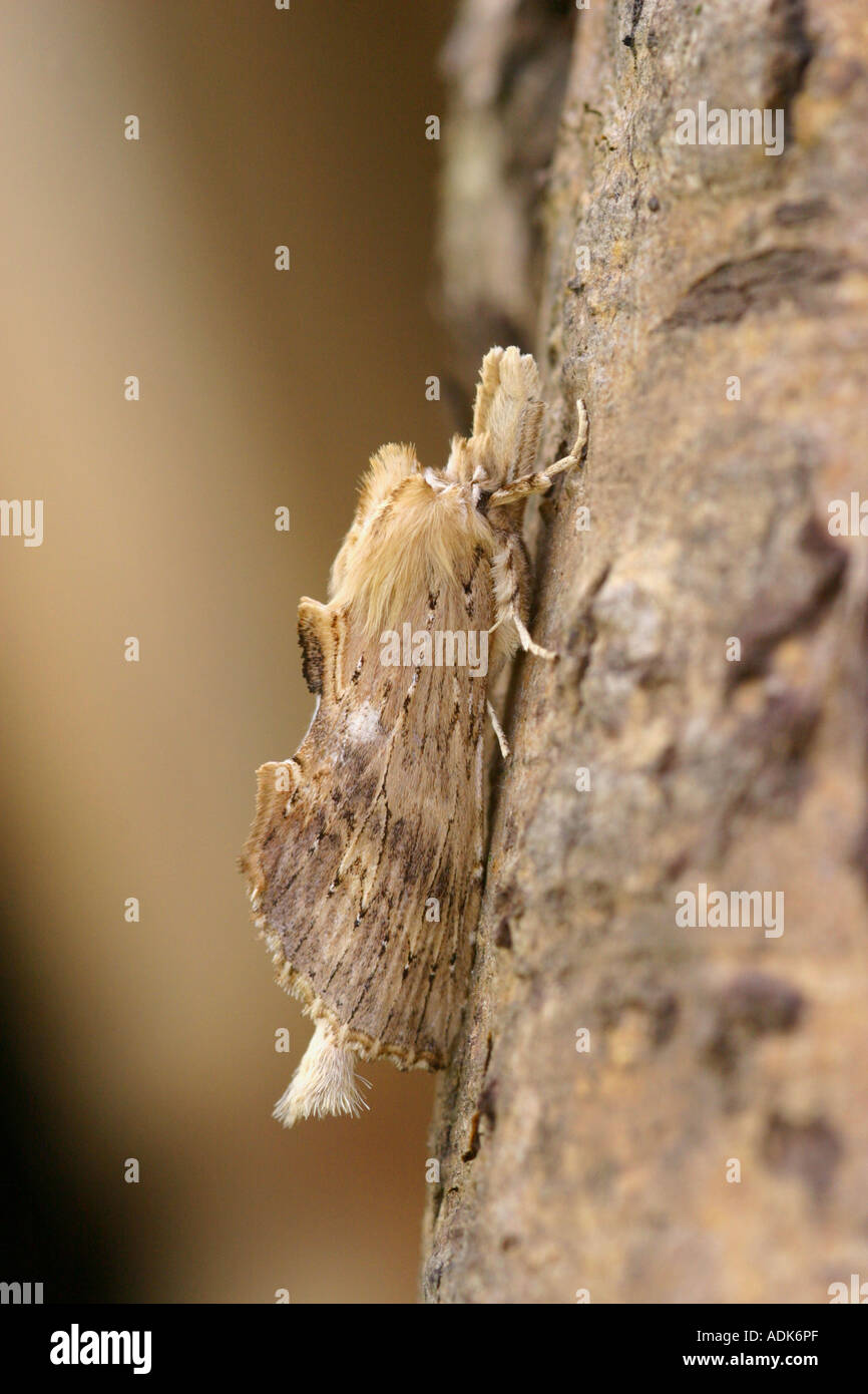 Pale Prominent Moth pterostoma palpina resting on tree bark Stock Photo