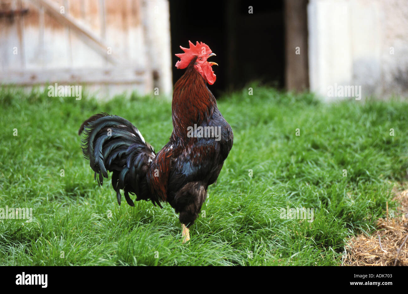 Cock Bird Hen Stock Photo Alamy cock-bird-hen-stock-photo-alamy