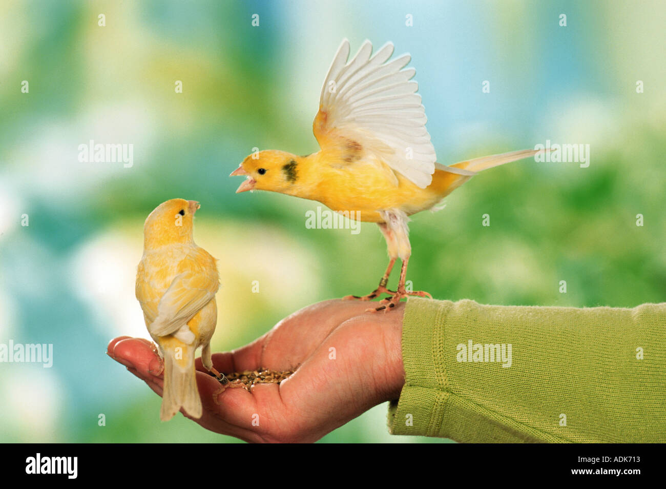 two canaries taking food from hand / Serinus canaria Stock Photo