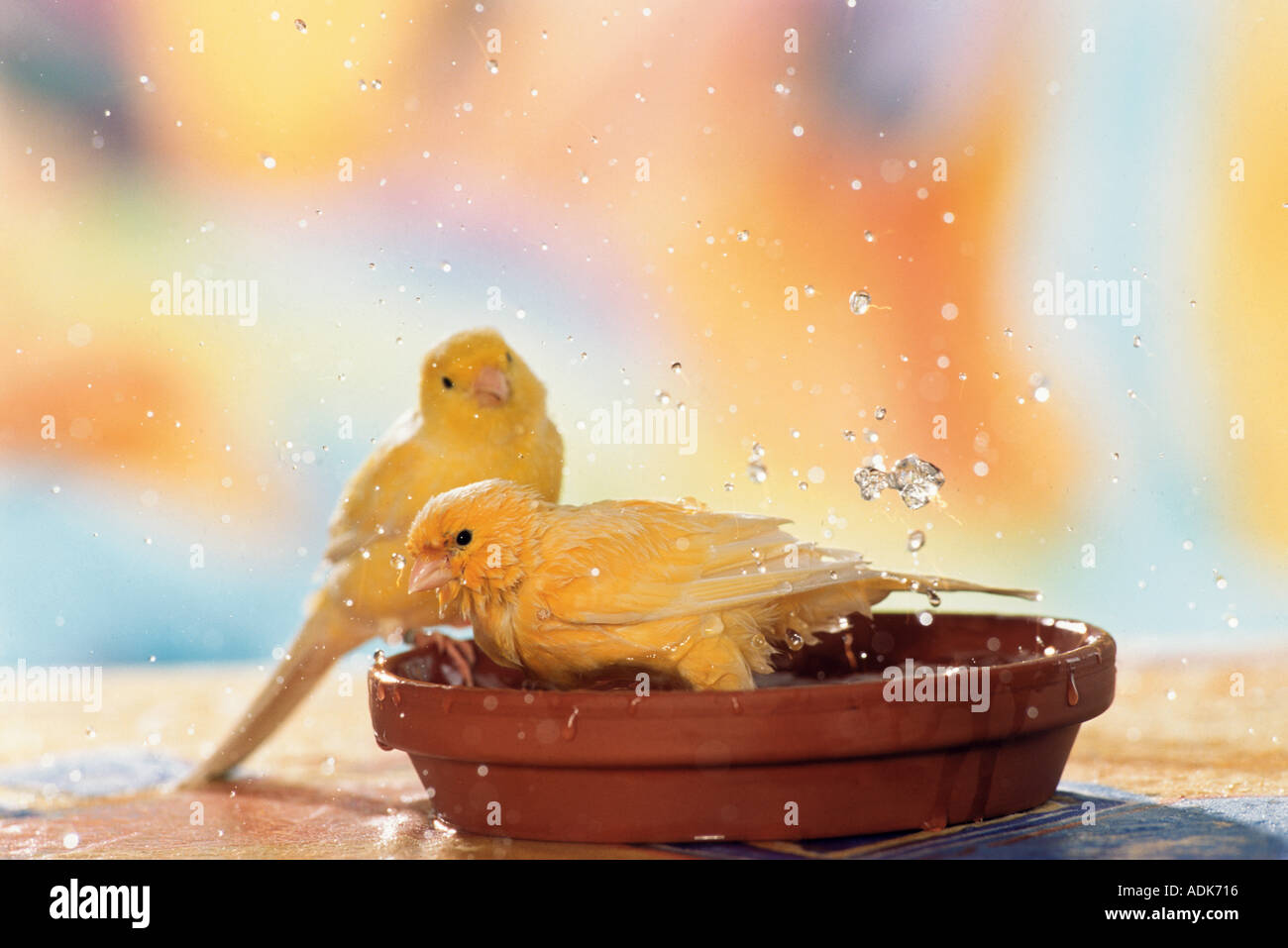 Canary ( Serinus canaria), two birds bathing Stock Photo