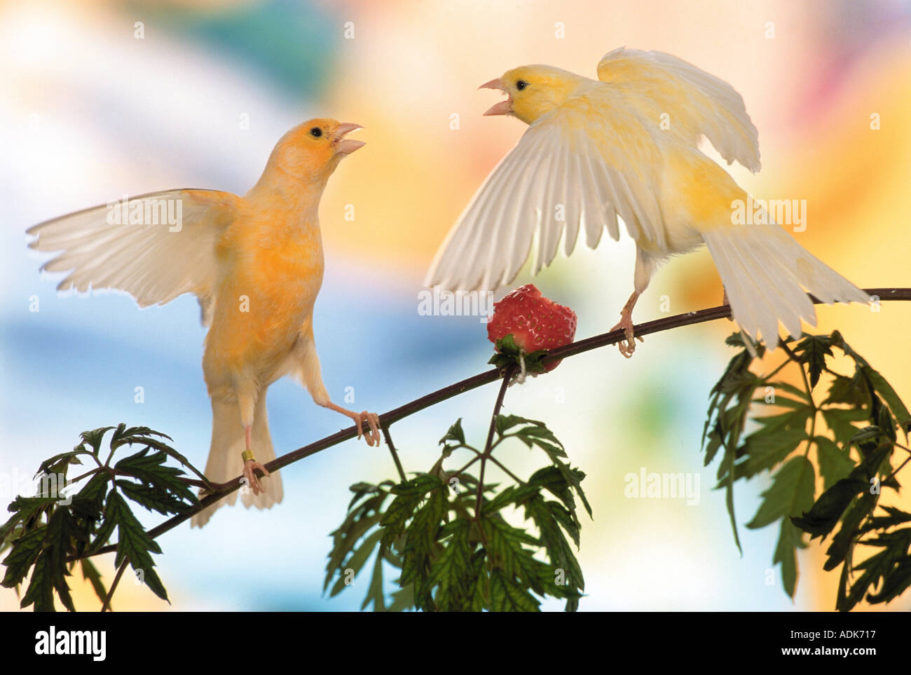 Domestic Canary. Two birds fighting over a strawberry. Germany Stock Photo