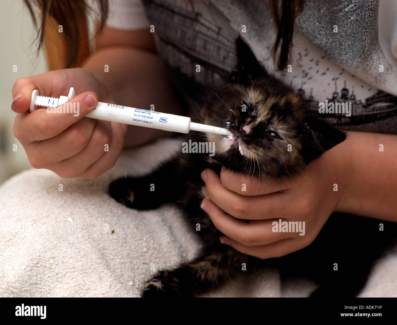Three Week Old Tortoiseshell Kitten Being Wormed Stock Photo