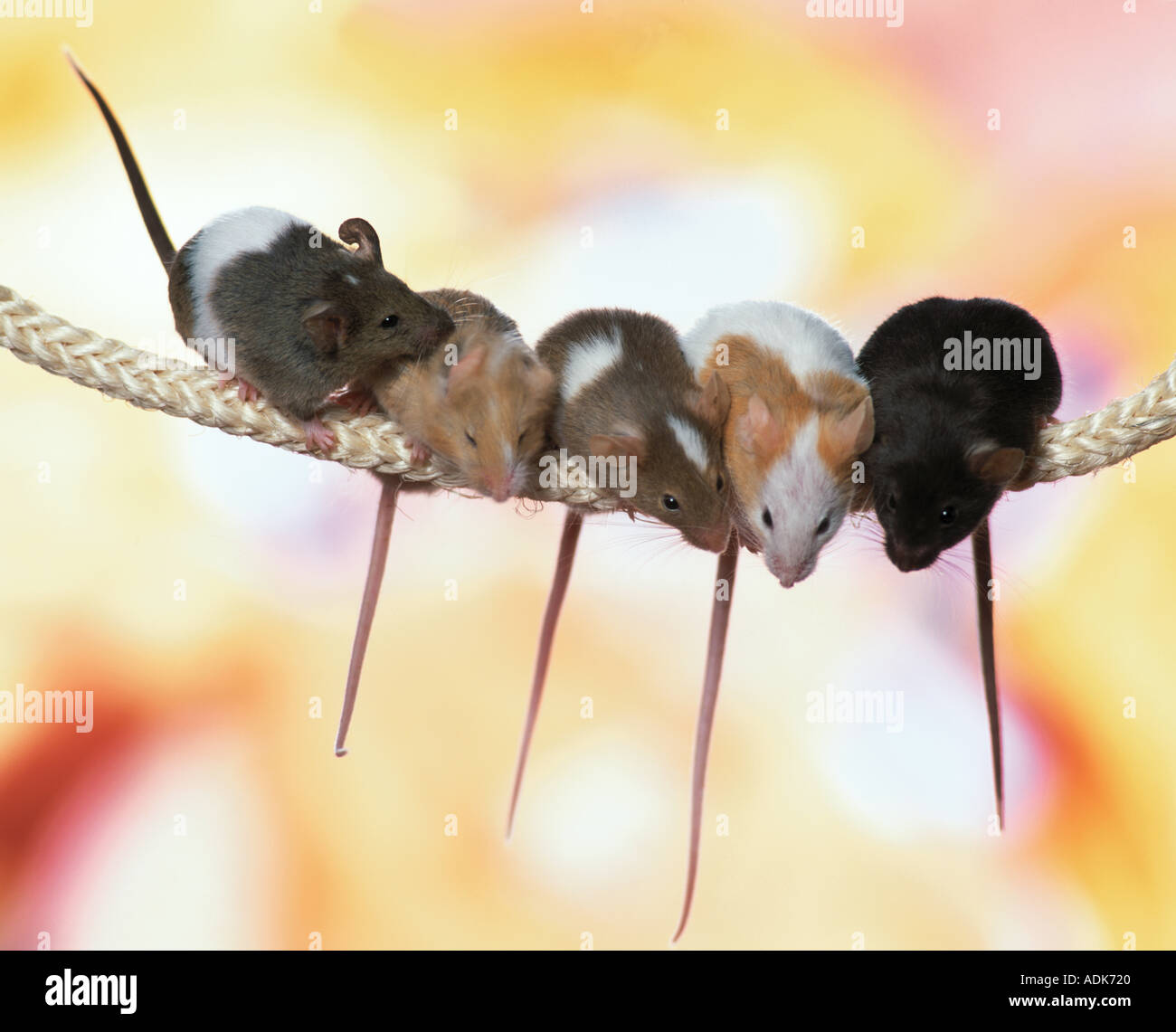 five northern pygmy gerbils on rope Stock Photo Alamy