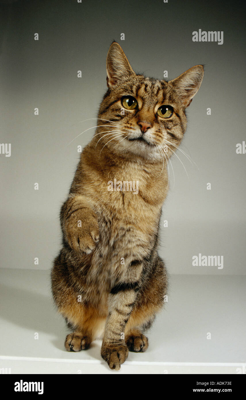 Domestic cat lifting paw hires stock photography and images Alamy
