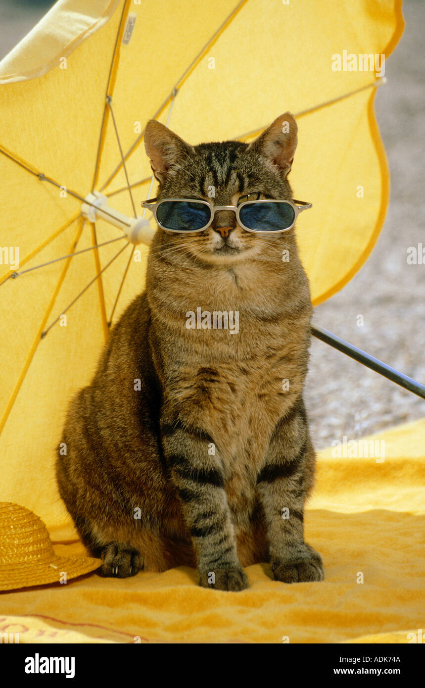Tabby Cat Umbrella 2 Tabby Cat Umbrella 2