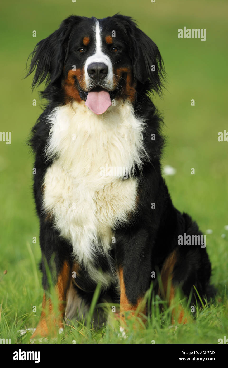 Bernese cattle dog  sitting on meadow Stock Photo