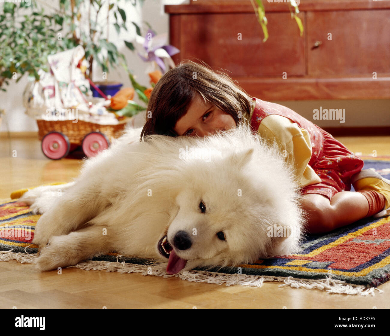girl and samojed dog - cuddling Stock Photo