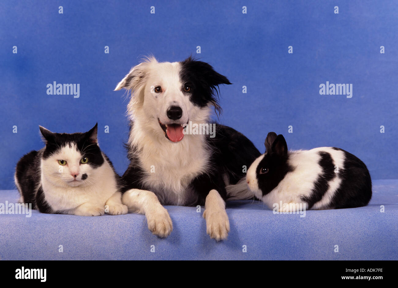 animal friendship: Border Collie dog, domestic cat and dwarf rabbit Stock Photo