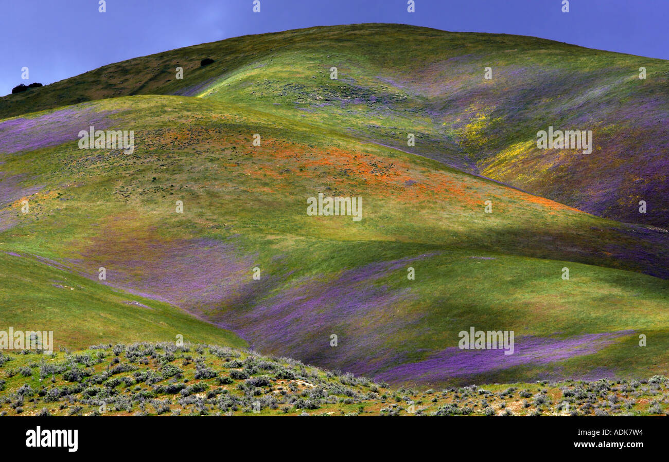 Hilside with yellow and purple wildflowers Carrizo Plain National Monument California Stock Photo