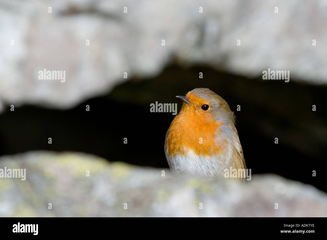 Robin (Erithacus rubecula) perched among rocks, Inversnaid, Loch Lomond Stock Photo