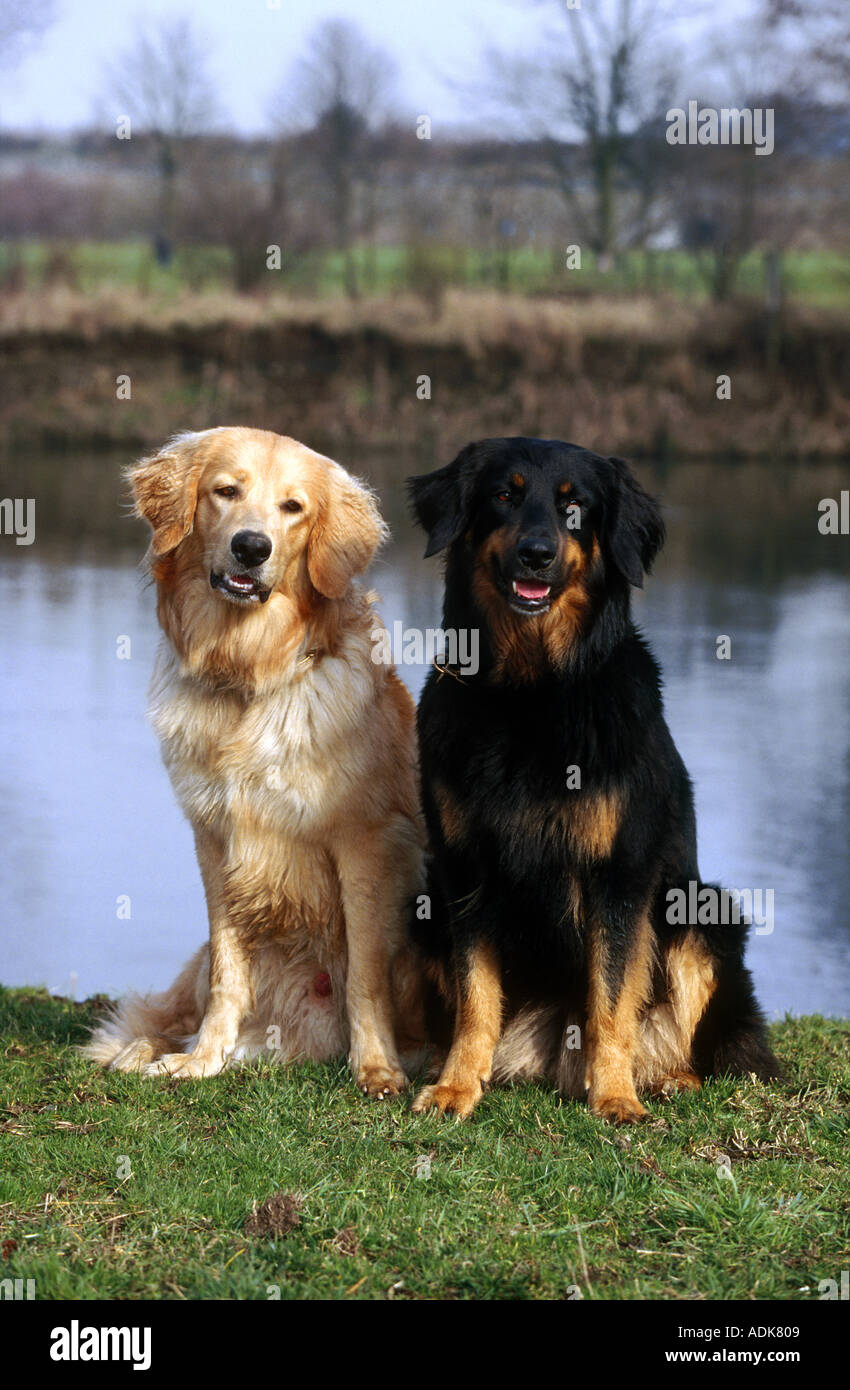 two Hovawart dogs - sitting on meadow Stock Photo