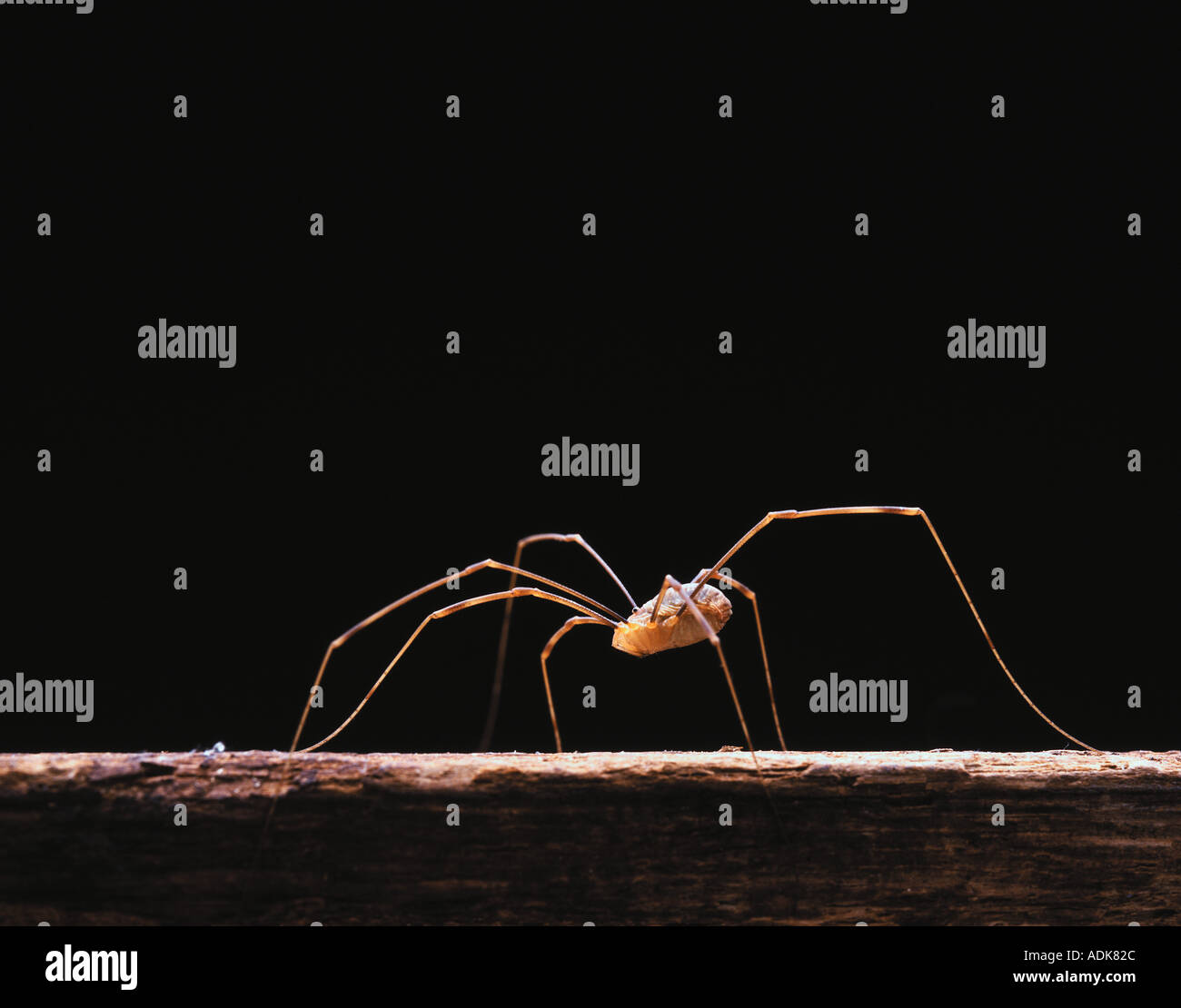Harvestman Rakes Harvestmen spiders hi-res stock photography and images - Alamy