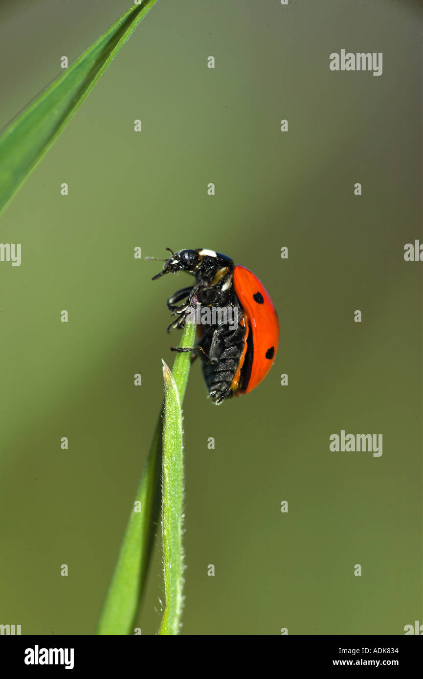 ladybird beetle at stalk / Coccinellidae Stock Photo