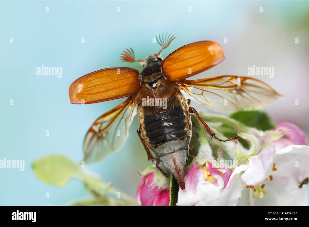 Common Cockchafer, Maybug (Melolontha melolontha). Adult taking off from apple blossoms. Germany Stock Photo