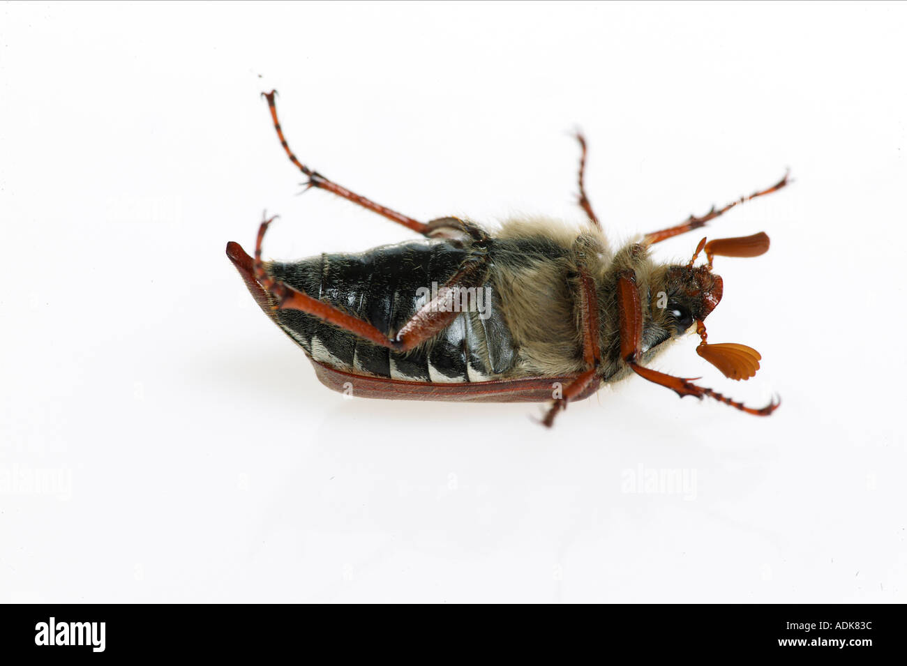 common cockchafer - lying on its back - cut out / Melolontha melolontha Stock Photo