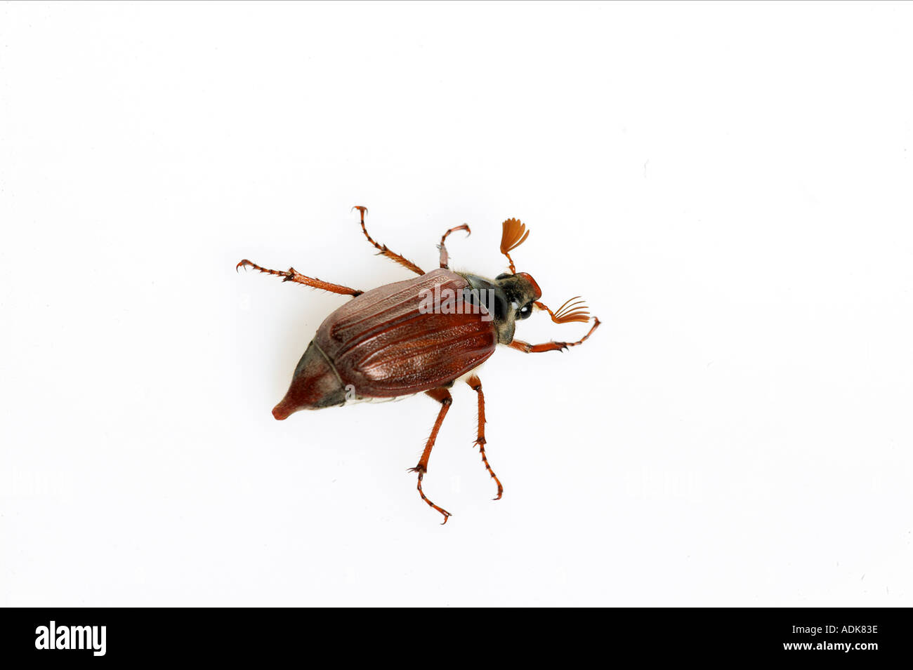 Common Cockchafer, Maybug (Melolontha melolontha). Beetle seen against a white background. Germany Stock Photo