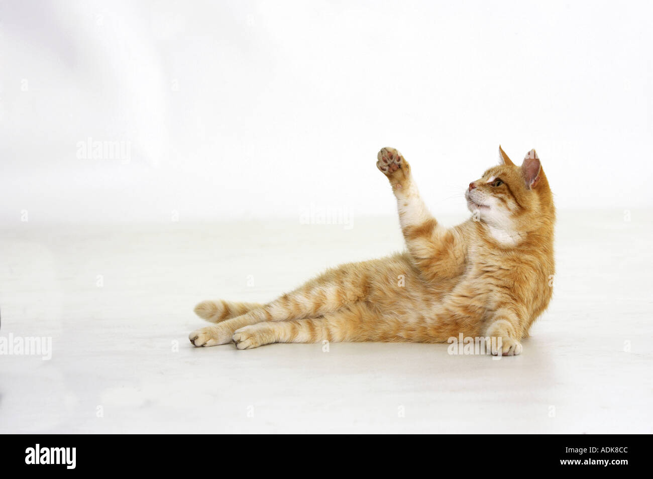 domestic cat lying lifting paw cut out Stock Photo Alamy