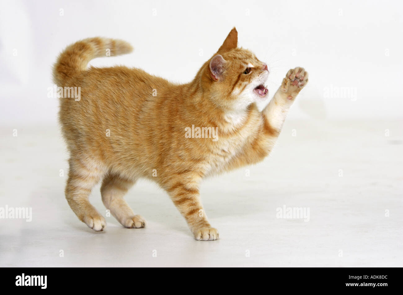 Lifting Paw Stock Photos & Lifting Paw Stock Images Alamy